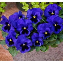 MarkEntegra Mavi Renkli Katlı Hercai Menekşe Tohumu - 10 Adet