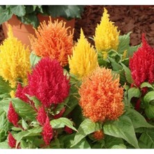 MarkEntegra 200 Tohum Horoz Ibiği Püskül - Karışık Renk