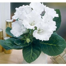 MarkEntegra Katmerli Büyük Beyaz Bardak Menekşesi Tohumu - 5 Adet