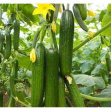 MarkEntegra Salatalık Sırık Tohumu - 20 Adet