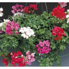 MarkEntegra Karışık Renkli Sakız Sardunya Tohumu - 5 Adet