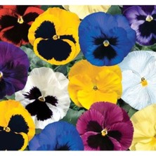 MarkEntegra Karışık Renkli Hercai Menekşe Tohumu Katlı - 10 Adet