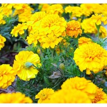 MarkEntegra Bodur Sarı Fransız Kadife Çiçeği Tohumu - 10 Adet