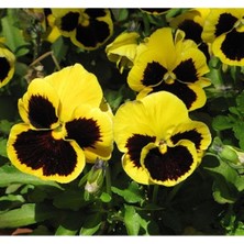 MarkEntegra Sarı Siyah Renkli Hercai Menekşe Tohumu Katlı - 10 Adet