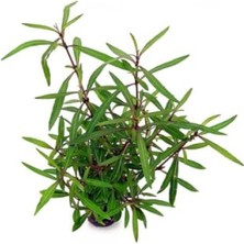 MarkEntegra Hygrophila Lancea Araguaia Saksı Canlı Bitki