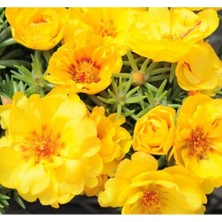 MarkEntegra Koyu Sarı Renkli Duble Katlı Ipek Çiçeği Tohumu - 25 Adet