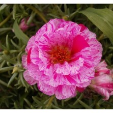 MarkEntegra Kırçıllı Kırmızı Ipek Çiçeği Tohumu Duble Katlı (25 Tohum)