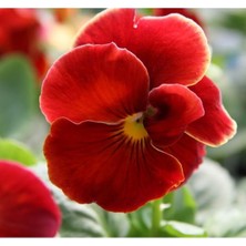 MarkEntegra Kırmızı Hercai Menekşe Tohumu Katlı - 10 Adet