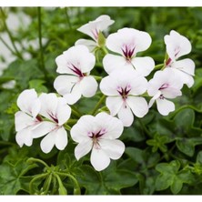 MarkEntegra Beyaz Sakız Sardunya Tohumu - 3 Adet