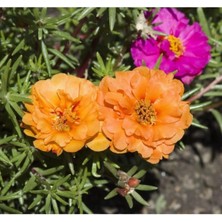 MarkEntegra Turuncu Renkli Duble Katlı Ipek Çiçeği Tohumu - 25 Adet