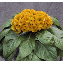 MarkEntegra Sarı Renkli Horoz Ibiği Balta Tohumu - 20 Adet