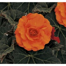 MarkEntegra Katmerli Begonya Tohumu - Kırmızı Yaprak (8 Tohum)