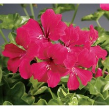 MarkEntegra Kırmızı Renkli Sakız Sardunya Tohumu - 3 Adet