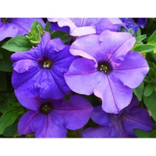 MarkEntegra Mavi Yıldız Petunya Tohumu - 20 Adet
