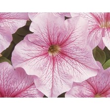 MarkEntegra Petunya Tohumu - 10 Farklı Renk, 20 Tohum