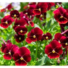 MarkEntegra Kırmızı Menekşe Çiçeği Tohumu - 10 Adet