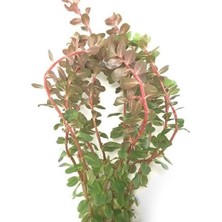 MarkEntegra Canlı Rotala Rotundifolia Reddish Saksı Bitki