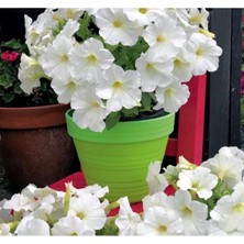 MarkEntegra Beyaz Renkli Iri Çiçekli Bodur Petunya Tohumu - 15 Adet