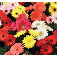 MarkEntegra Garbera Çiçeği Tohumu - Renkli ve Canlı