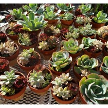 MarkEntegra Sukulent Kaktüs Tohumu - No:5