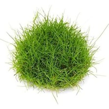 MarkEntegra Eleocharis Parvulus In Vitro - Canlı Bitki 200CC