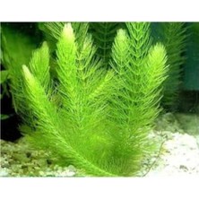 MarkEntegra Canlı Myriophyllum Spicatum Tilki Kuyruğu Bitkisi