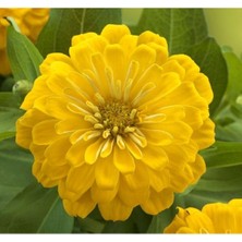 MarkEntegra Büyük Geniş Çiçekli Sarı Zinnia Tohum Seti (5 Adet)