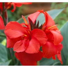 MarkEntegra Kırmızı Canna Tohumu - Tesbih Çiçeği (1 Tohum)
