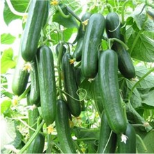 MarkEntegra Doğal Salatalık Tohumu - 1 Paket