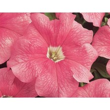 MarkEntegra Somon Renkli Petunya Tohumu - 20 Adet