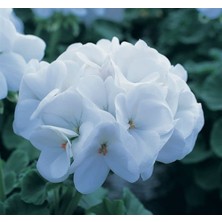 MarkEntegra Büyük Çiçekli Sardunya Tohumu - Beyaz Renkli - 5 Tohum