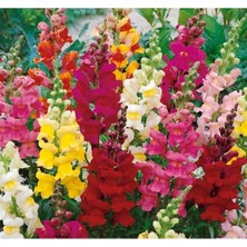 MarkEntegra Karışık Uzun Bahçe Aslanağzı F1 Tohumu - 30 Adet