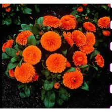 MarkEntegra Turuncu Renkli Bon Bon Uzun Boylu Aynı Sefa Tohumu - 40 Adet