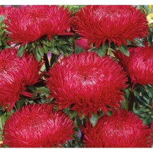 MarkEntegra Aster Kasımpatı (Krizantem) Kırmızı Renkli - 20 Tohum