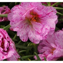 MarkEntegra Katmerli Çok Çiçekli Ipek Çiçeği Tohumu - Kırcıllı Kırmızı, 40 Tohum