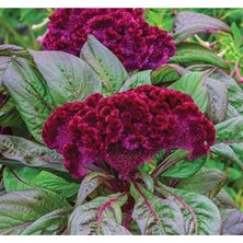 MarkEntegra Mor Renkli Horoz Ibiği Tohumu (Balta Geniş Çiçek) - 40 Tohum