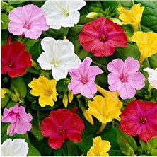 MarkEntegra Akşam Sefası Tohumu (+8 Tohum)