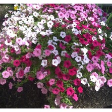 MarkEntegra Karışık Renkli Sarkan Uzun Boylu Petunya Tohumu - 5 Adet