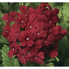 MarkEntegra Bordo Renkli Mine Çiçeği (Sarkan Çok Dallanan) Tohumu - 10 Adet