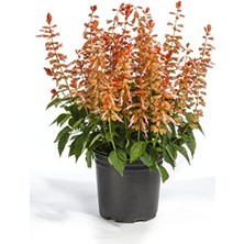 MarkEntegra Somon Renkli Ateş Çiçeği Tohumu (Bodur Çok Çiçekli, 15 Adet)