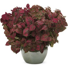 MarkEntegra Kırmızı Çilli Yaprak Çiçeği F1 Tohumu - 30 Tohum