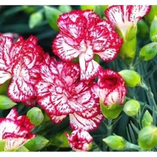 MarkEntegra Karanfil Yediveren Çiçeği Tohumu