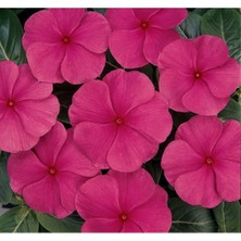 MarkEntegra Punch Rozet Çiçeği F1 Tohumu - 40 Adet