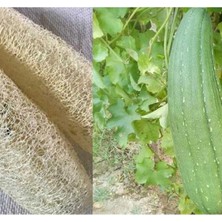 MarkEntegra Lif Kabak Tohumu (Çoklu Paket) - 10 Adet