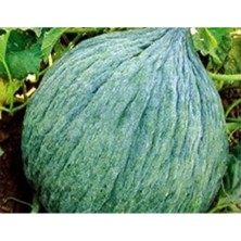 MarkEntegra Hasanbey Kavun Tohumu - 10 gr