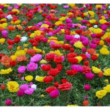 MarkEntegra Karışık Renkli Ipek Çiçeği Tohumu - Duble Katlı (25 Tohum)