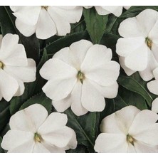 MarkEntegra Büyük Çok Çiçekli Beyaz Cam Güzeli Tohumu - 10 Tohum