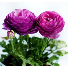 MarkEntegra Mor Renkli Şakayık Tohumu - Kalıcı ve Katlı (5 Tohum)