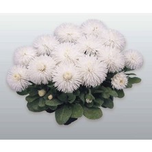 MarkEntegra Katmerli Beyaz Şeker Papatya Tohumu (20 Adet)