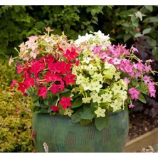 MarkEntegra Keskin Kokulu Tütün Çiçeği Tohumu - Karışık Renkli, 10 Tohum